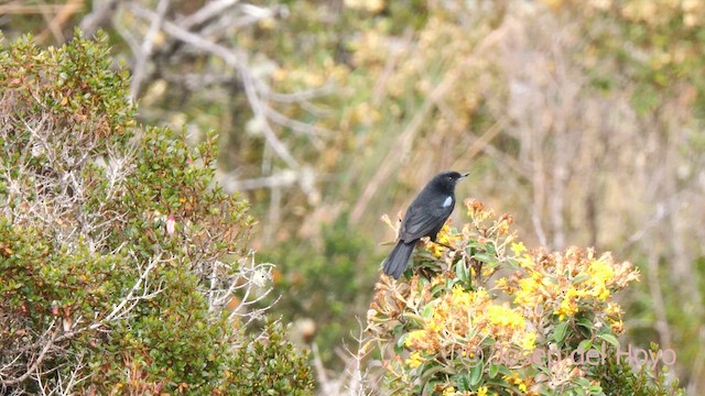 Glossy Flowerpiercer - ML624213197