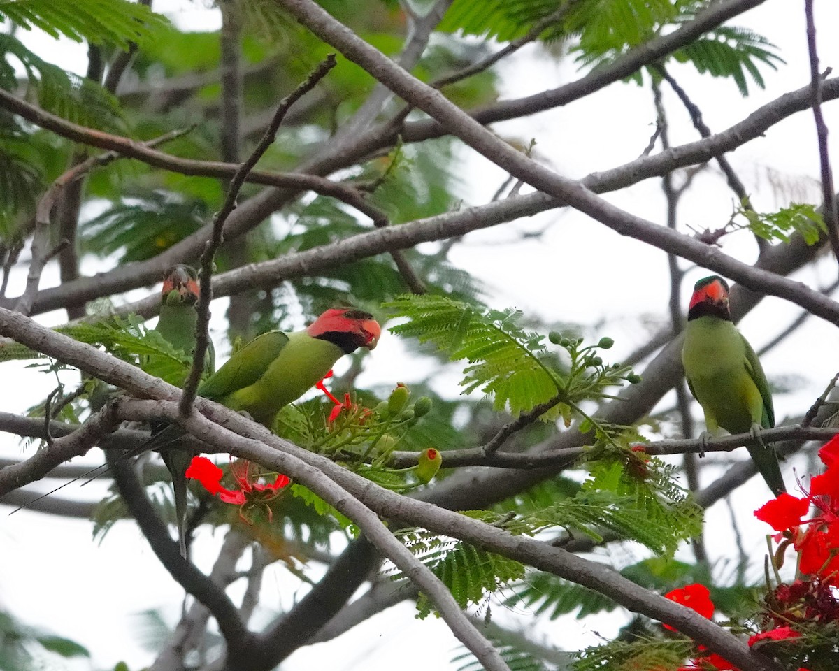 Long-tailed Parakeet - Marianne Fan