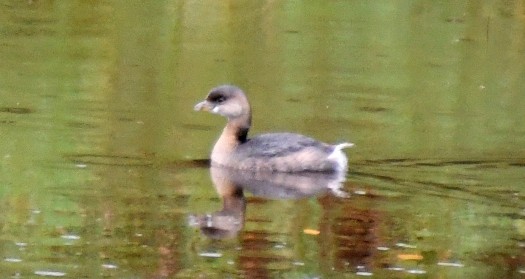 Pied-billed Grebe - Randy Bodkins