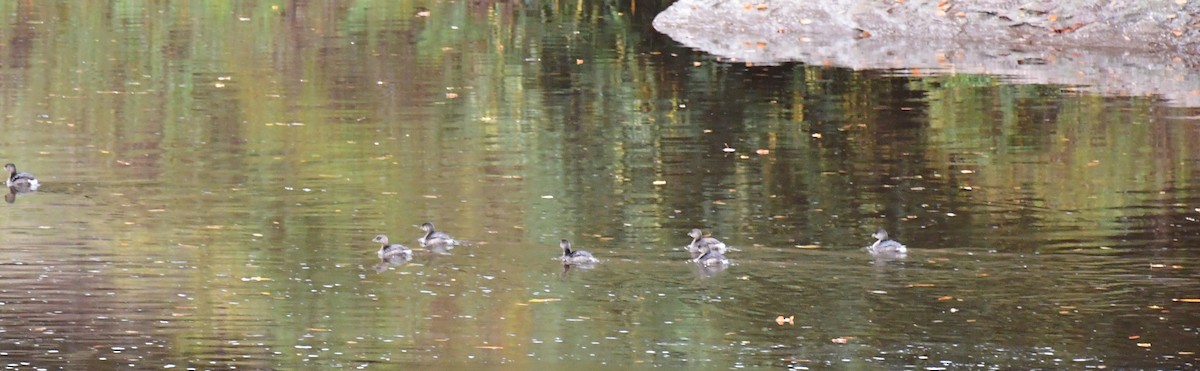 Pied-billed Grebe - ML624213228