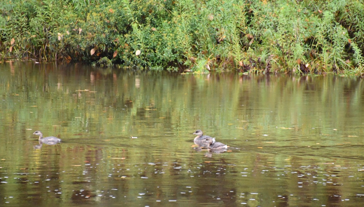 Pied-billed Grebe - Randy Bodkins