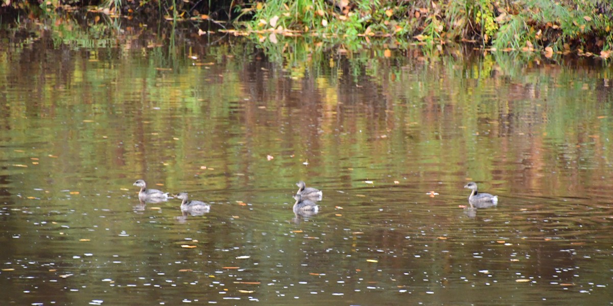 Pied-billed Grebe - ML624213231