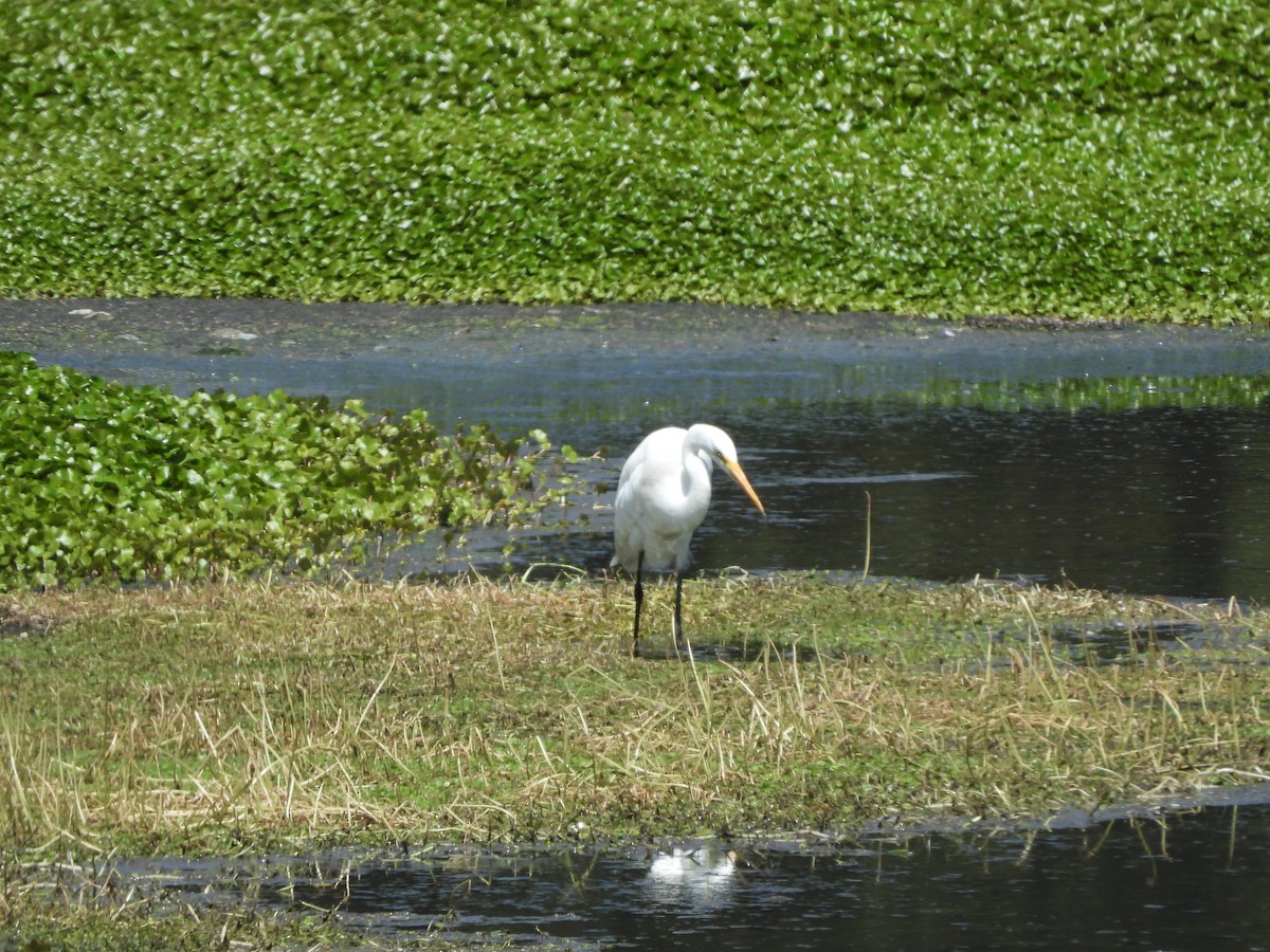 Grande Aigrette - ML624213235