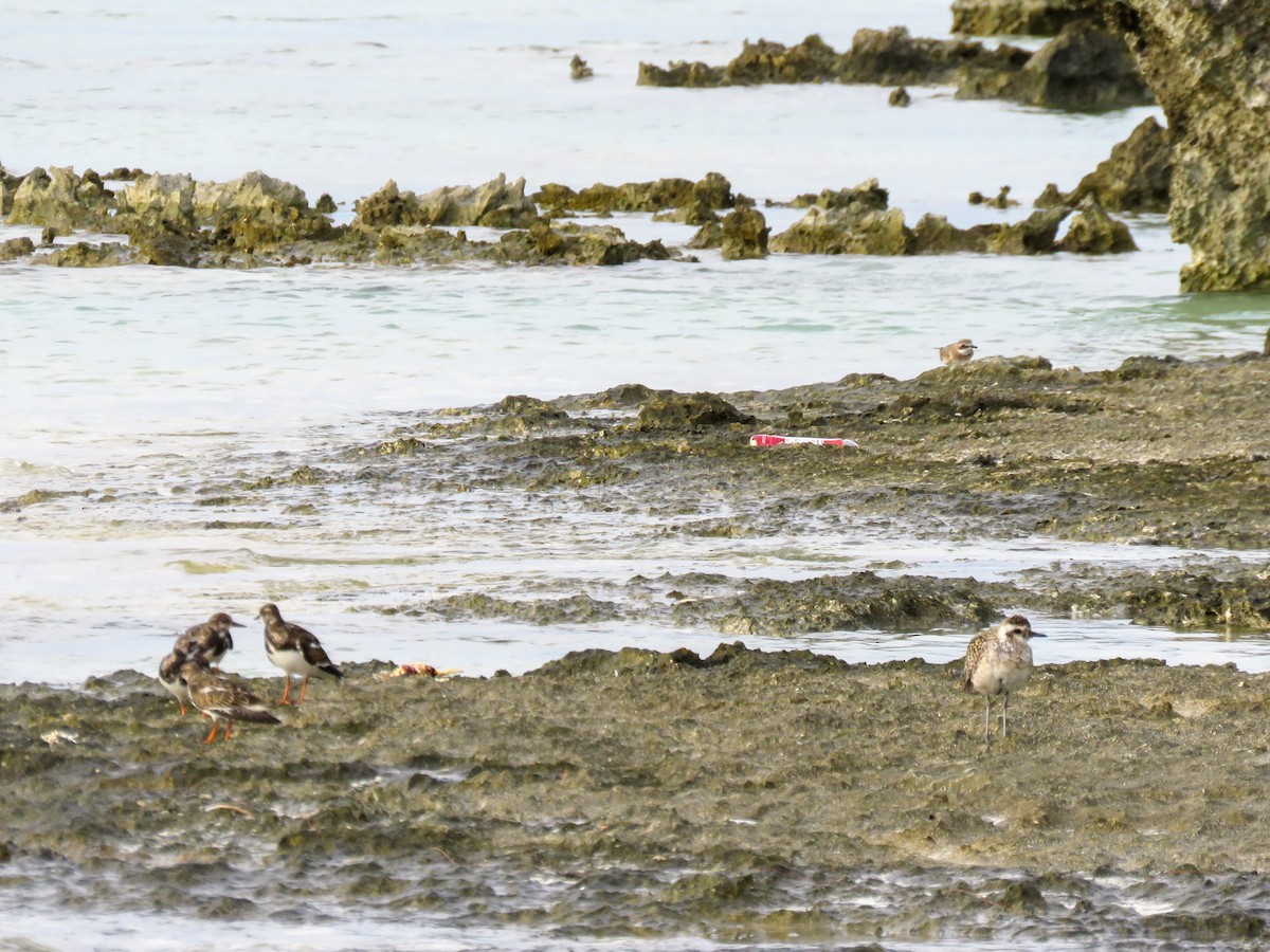 Pacific Golden-Plover - ML624213236