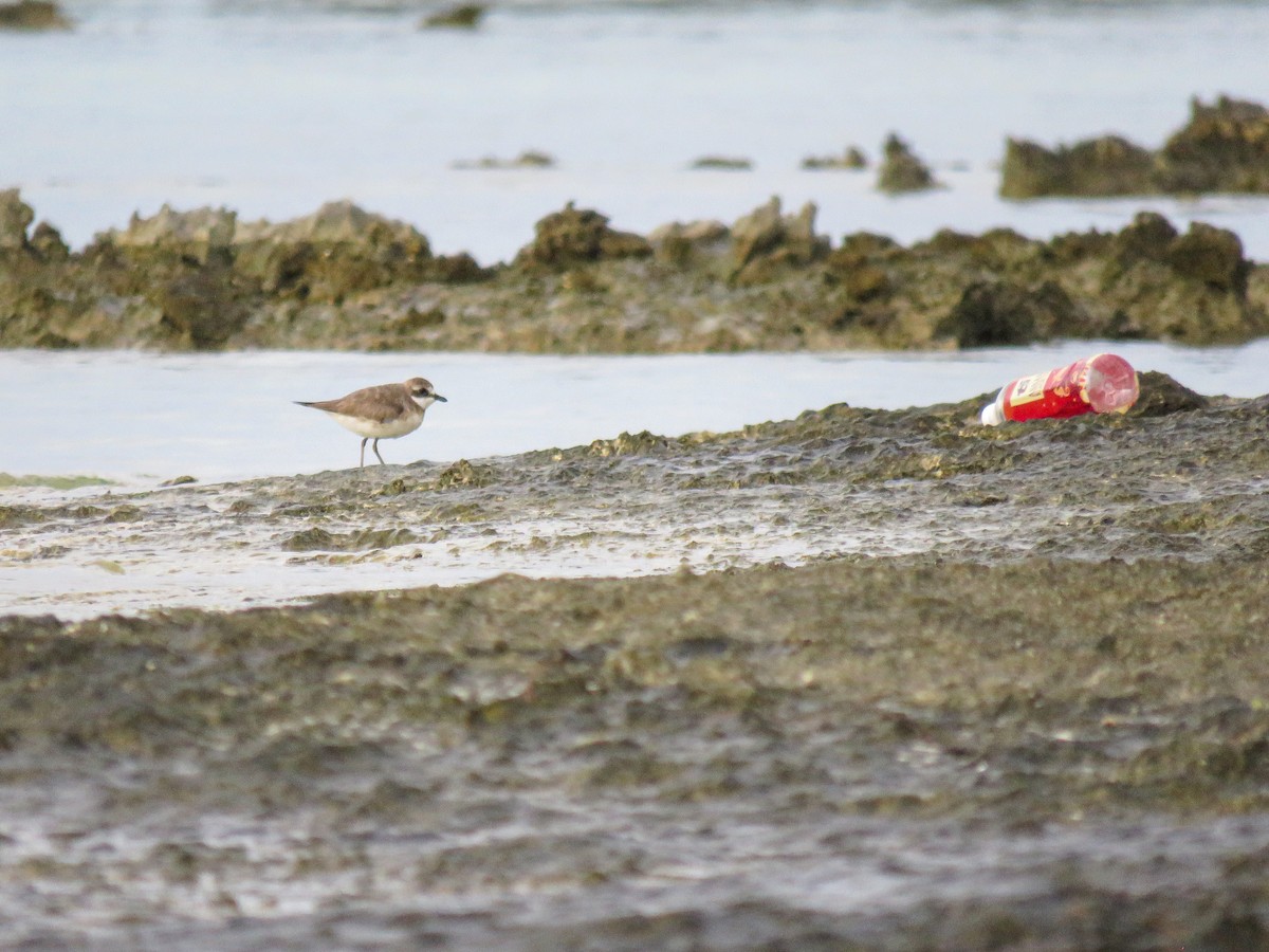 Siberian Sand-Plover - ML624213237