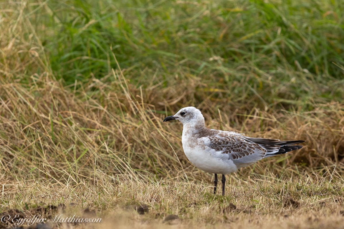 Mouette mélanocéphale - ML624213240