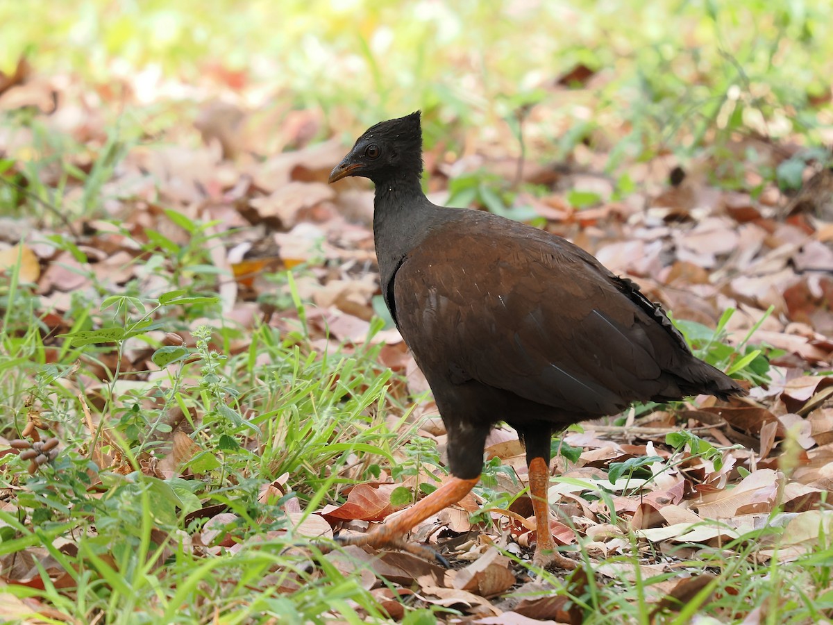 Orange-footed Megapode - ML624213244