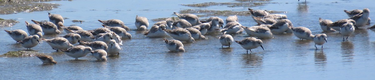 Bécasseau sanderling - ML624213251