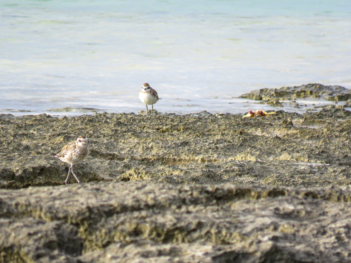 Siberian Sand-Plover - Annika Andersson