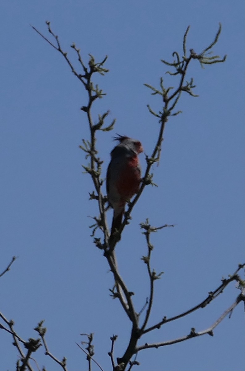 Cardinal pyrrhuloxia - ML624213254