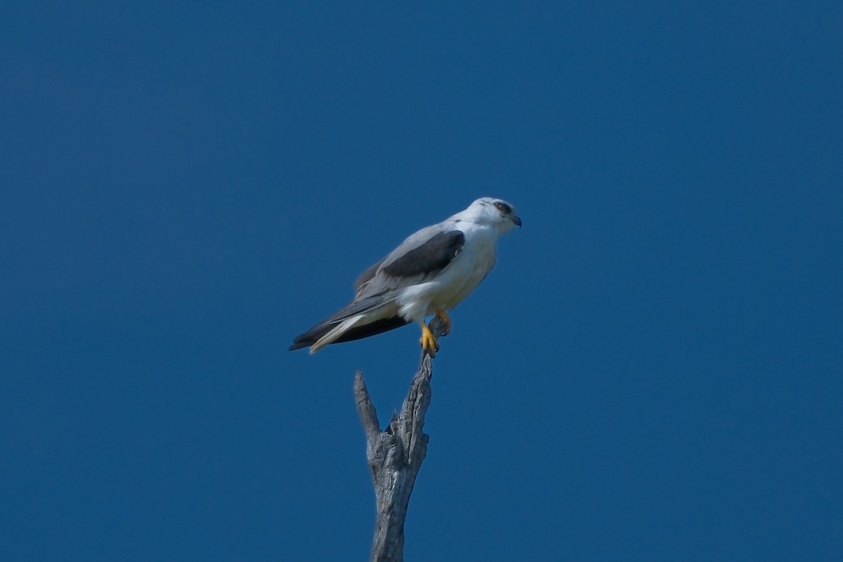 Élanion d'Australie - ML624213266