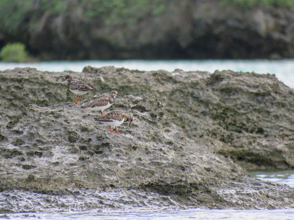 Ruddy Turnstone - ML624213267