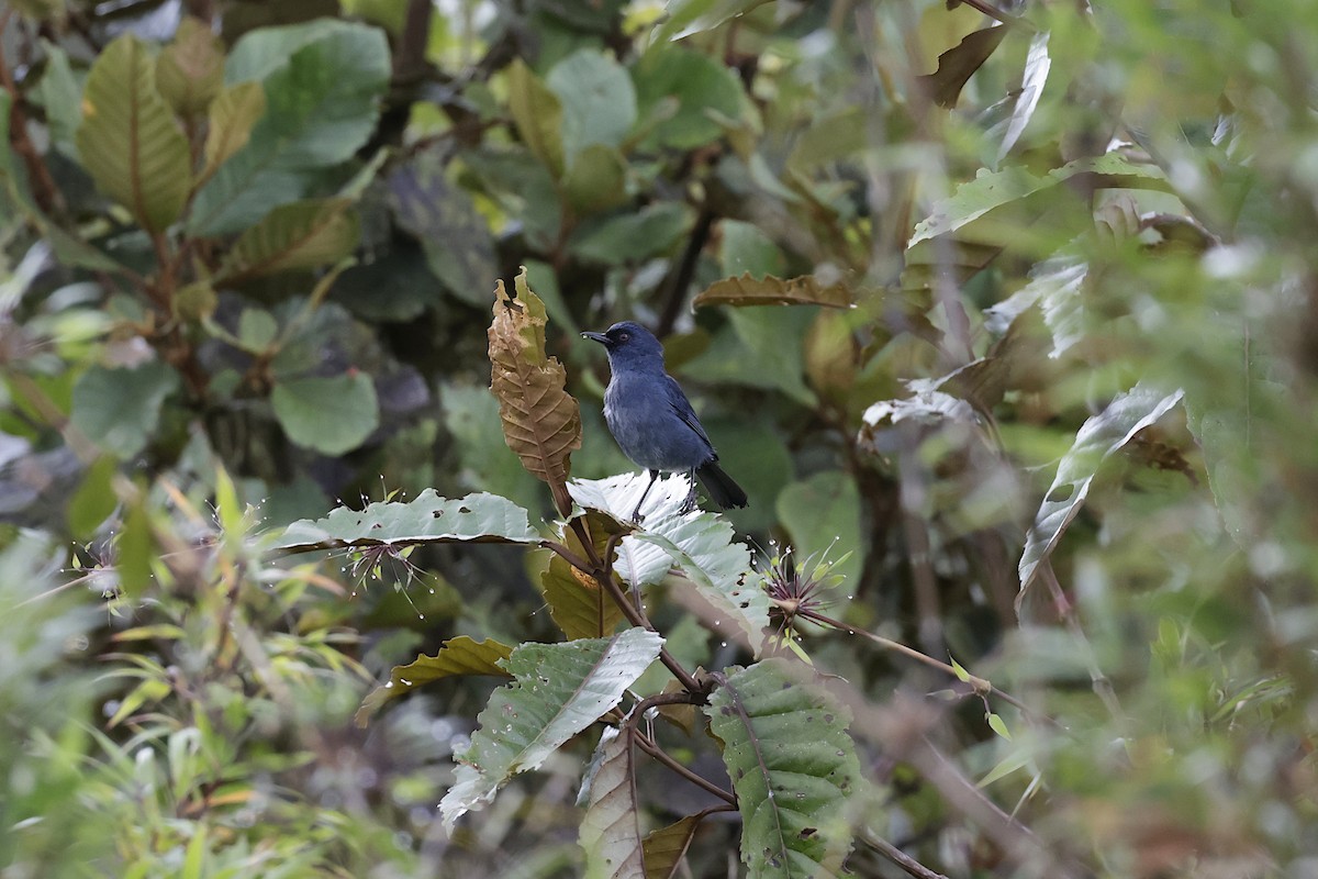 Bluish Flowerpiercer - ML624213288