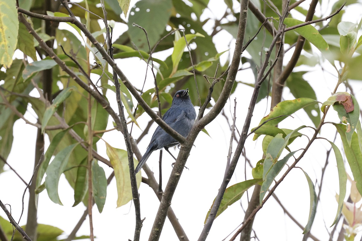 Bluish Flowerpiercer - ML624213292