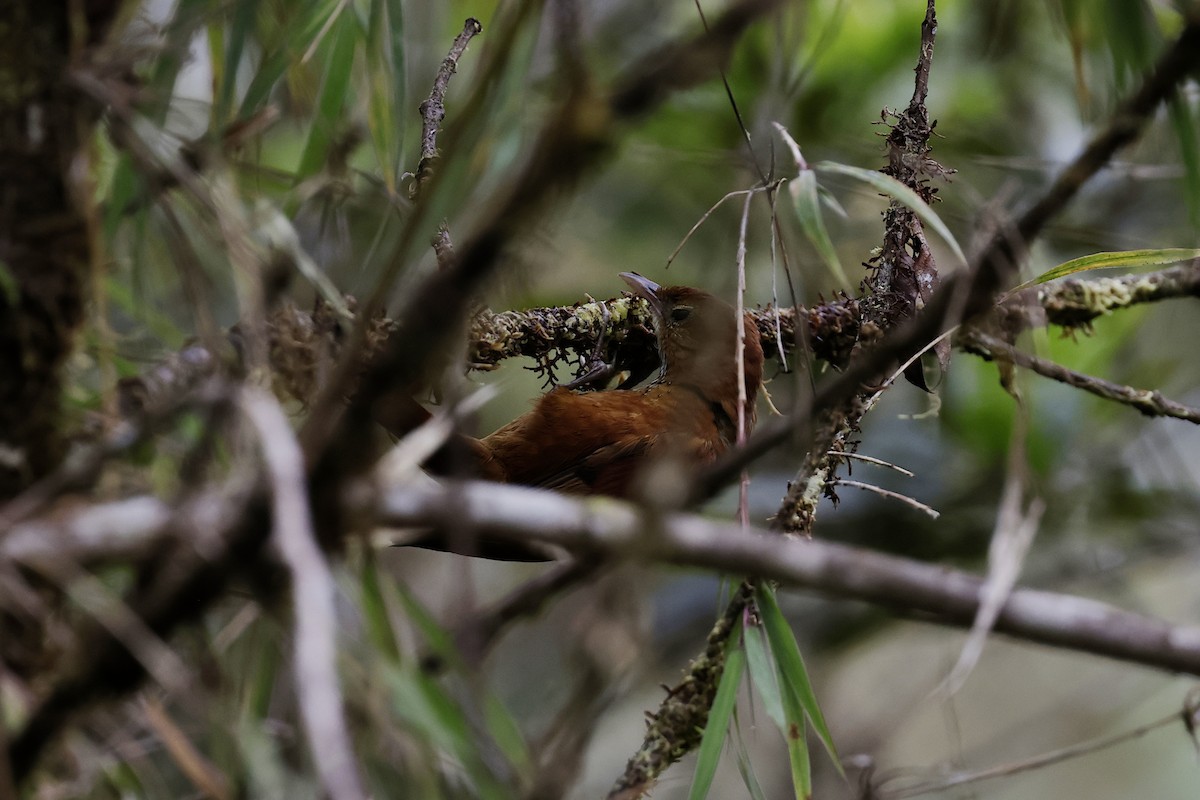 Fulvous-dotted Treerunner - ML624213330