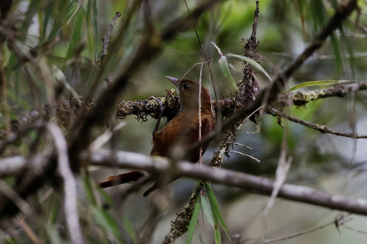 Fulvous-dotted Treerunner - ML624213331