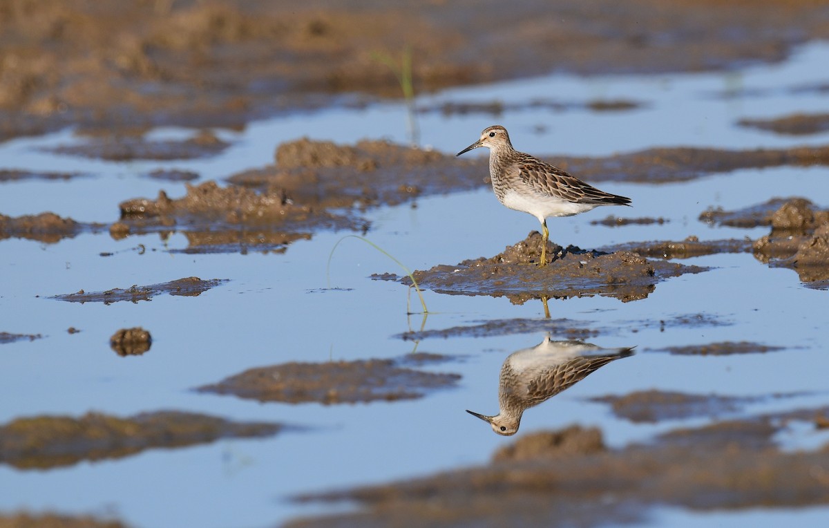 Pectoral Sandpiper - ML624213341