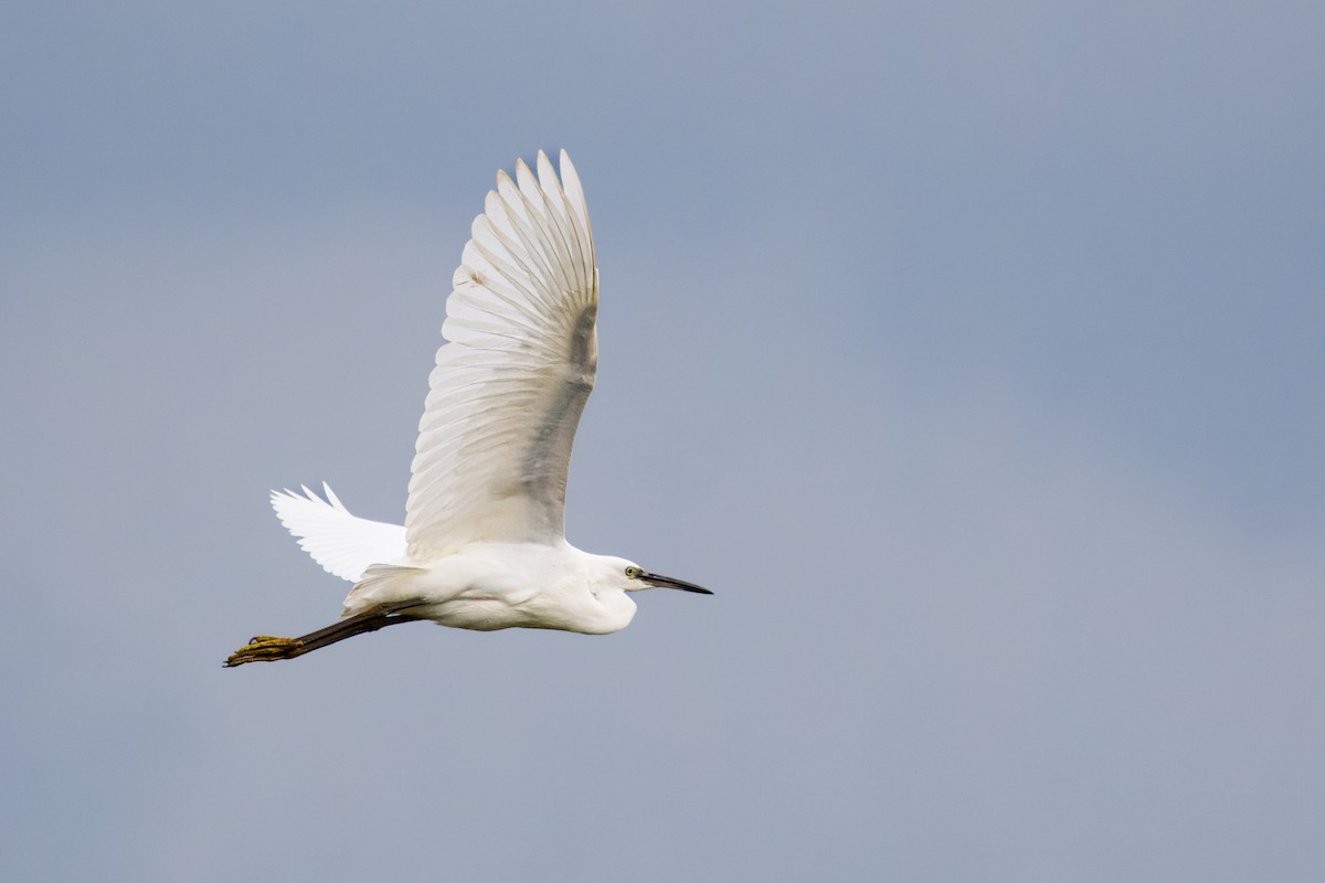 Little Egret - ML624213346
