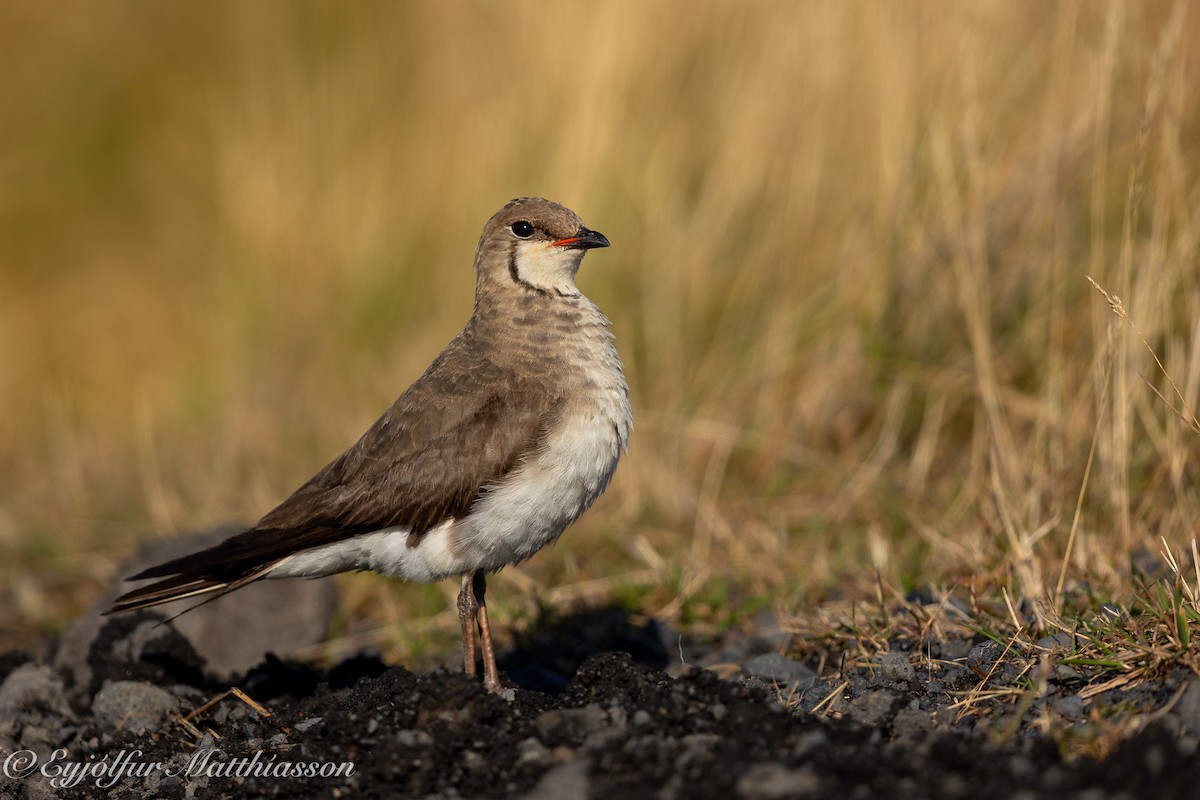 Black-winged Pratincole - ML624213347