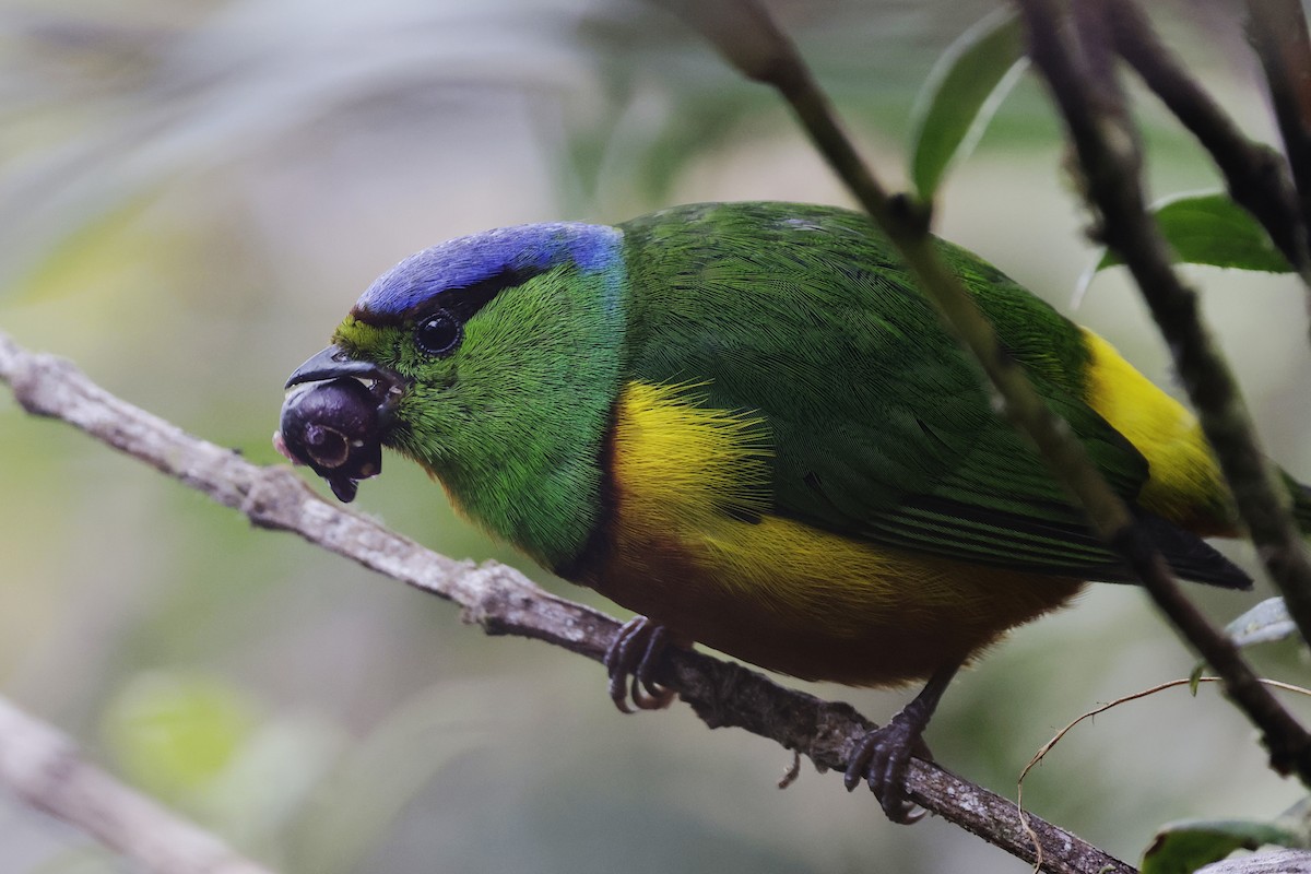 Chestnut-breasted Chlorophonia - ML624213379