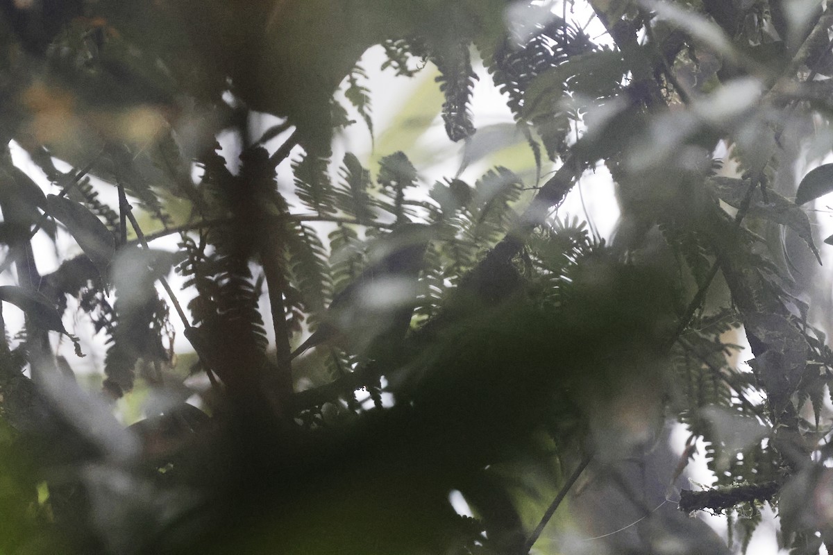 Nariño Tapaculo - Richard Dunn