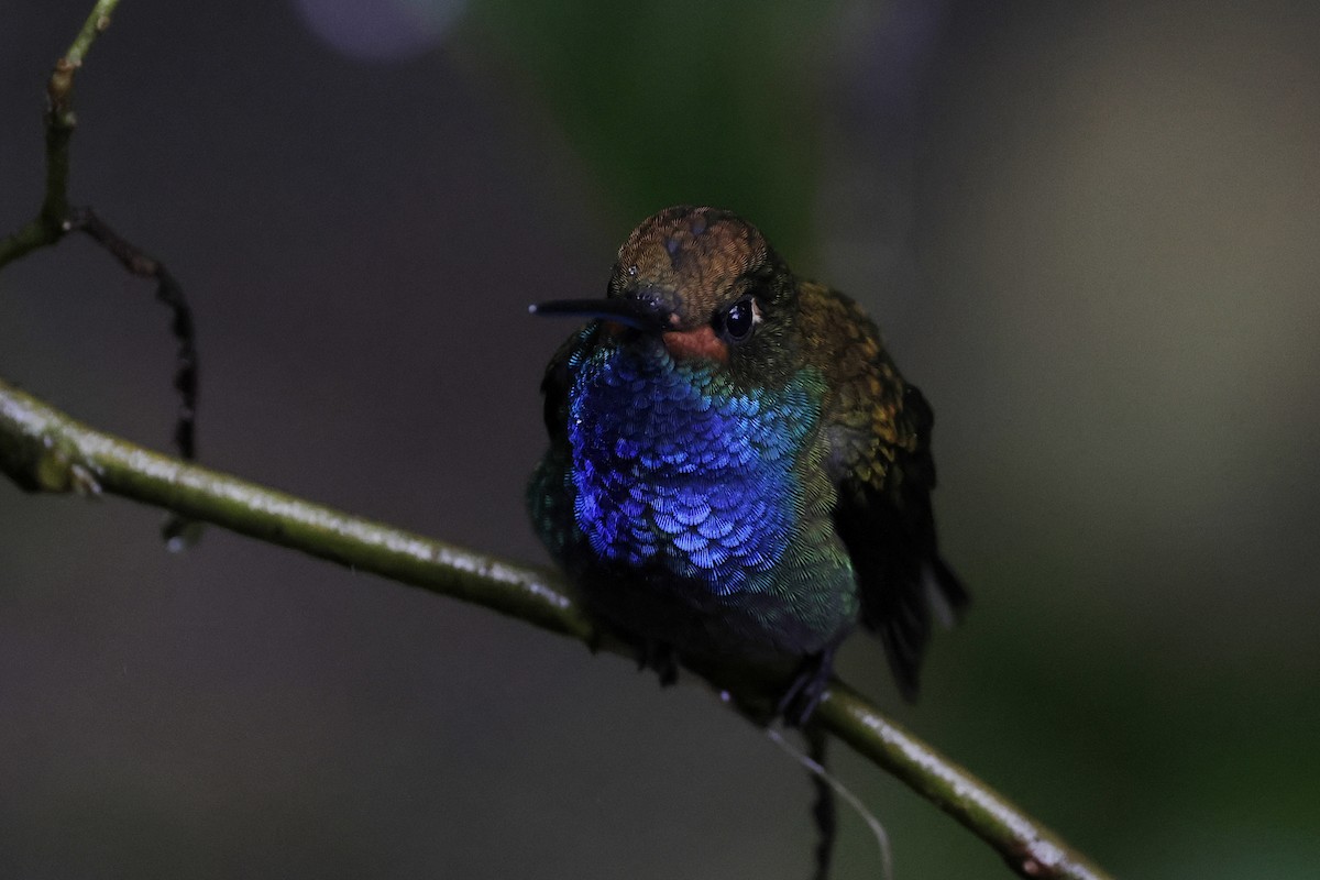 Colibrí de Bouguer Occidental - ML624213415