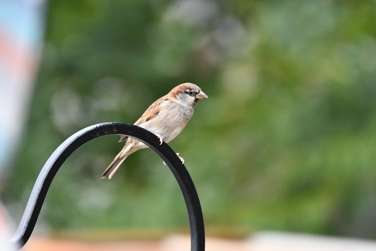 House Sparrow - ML624213422