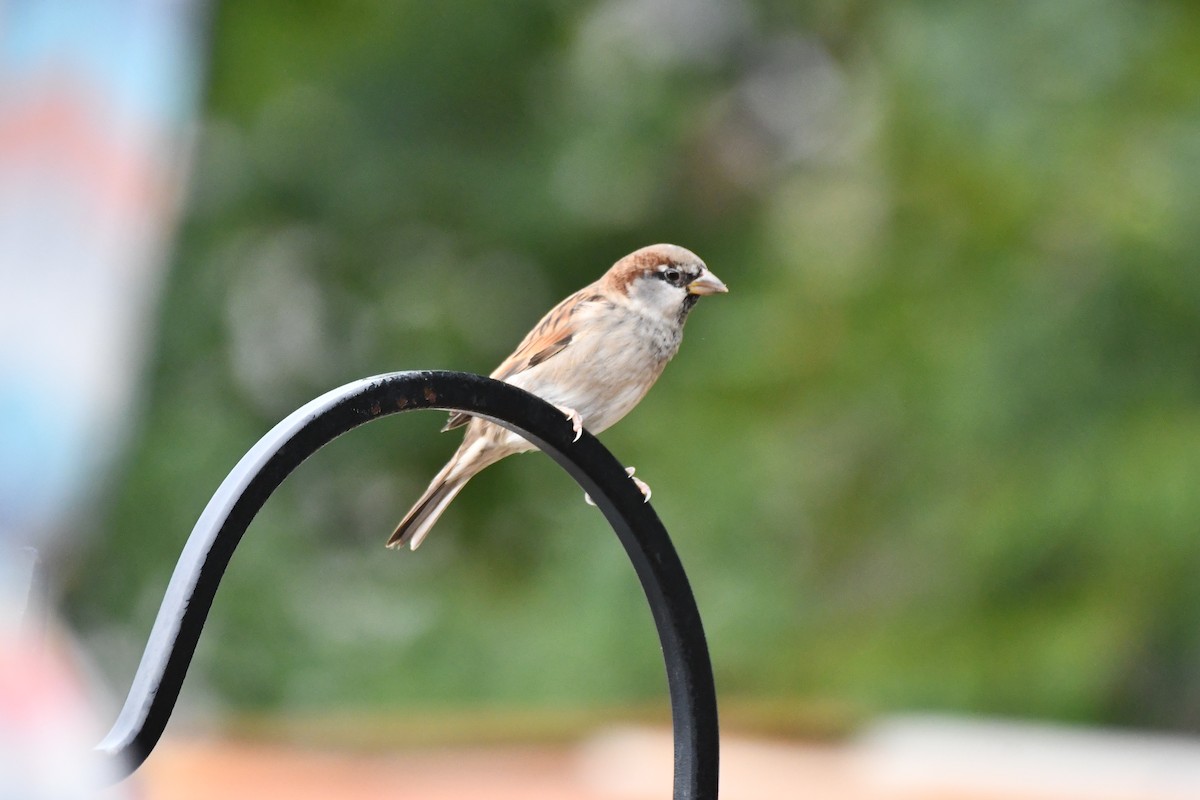 House Sparrow - ML624213423