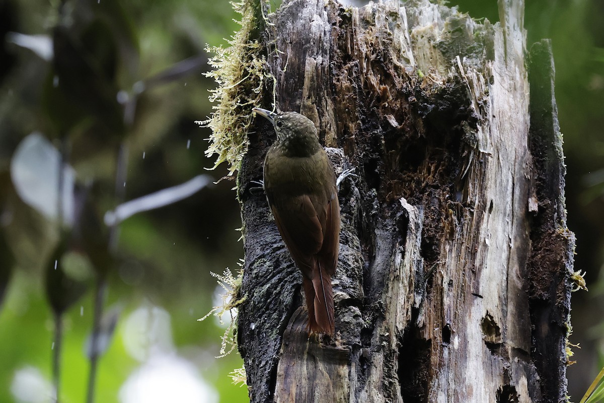 Olive-backed Woodcreeper - ML624213446