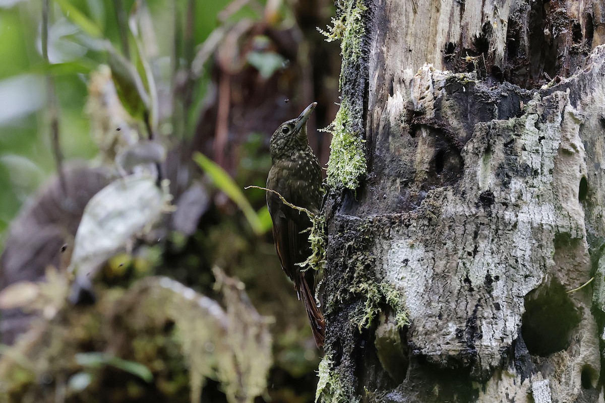 Olive-backed Woodcreeper - ML624213447