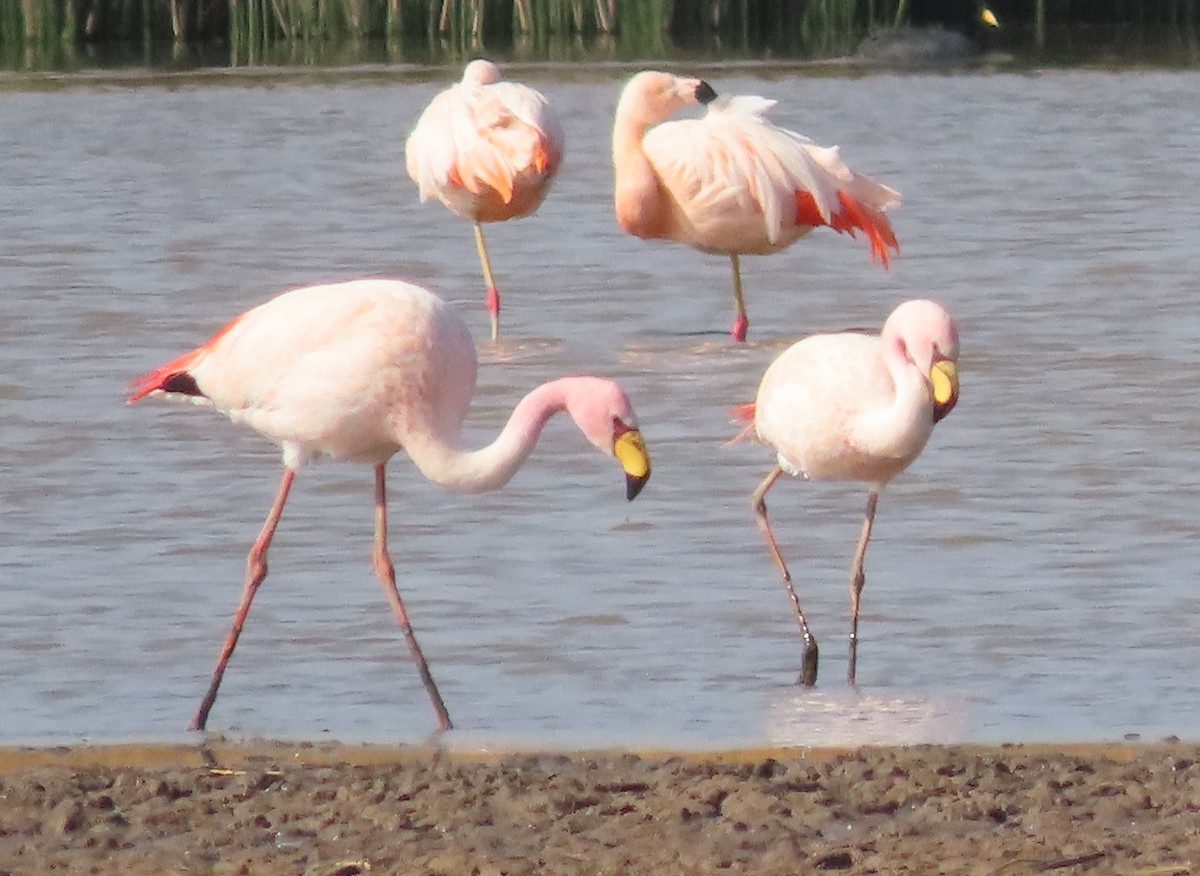 James's Flamingo - ML624213455