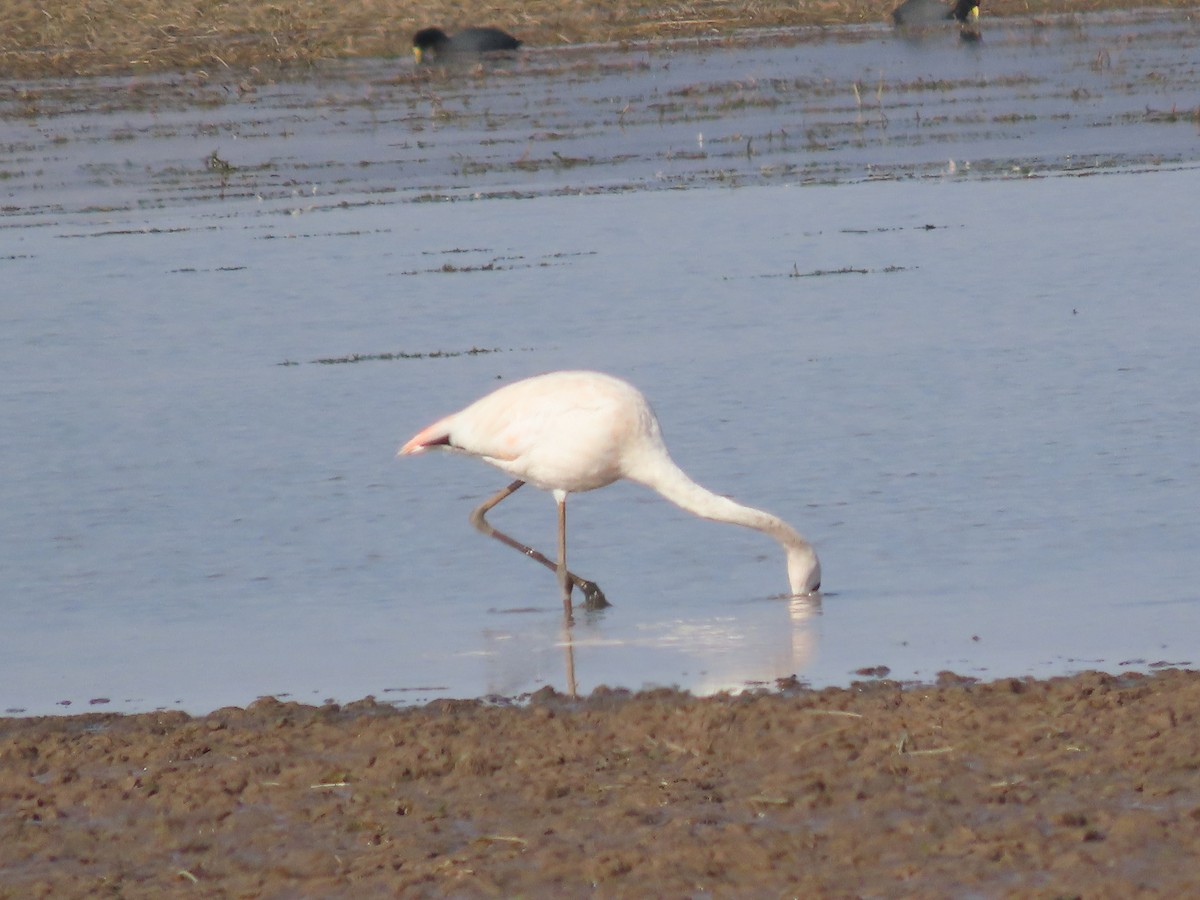 James's Flamingo - Jeff Hopkins