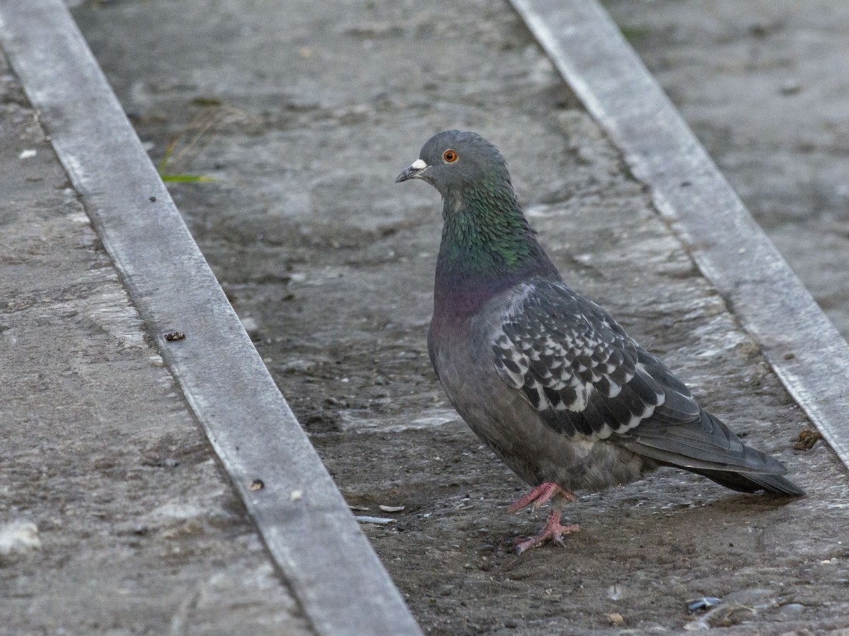 Rock Pigeon (Feral Pigeon) - ML624213459