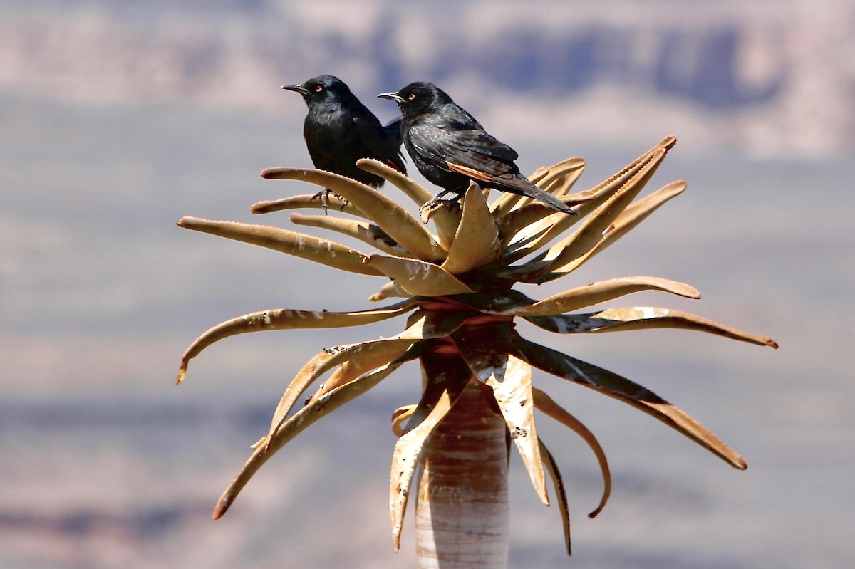 Pale-winged Starling - ML624213505