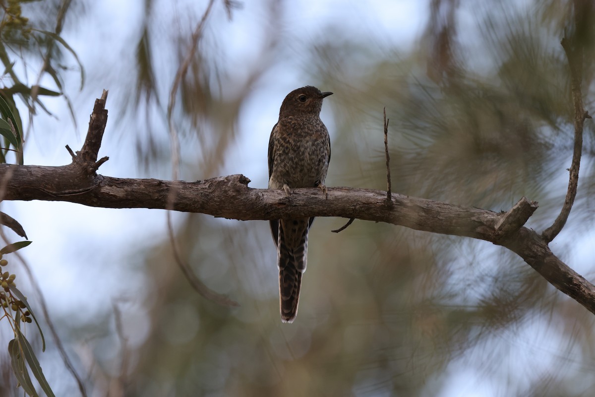 Fan-tailed Cuckoo - ML624213510