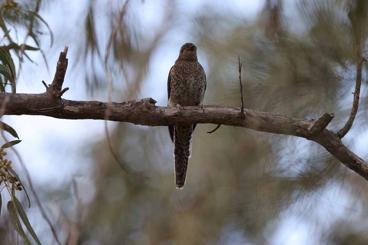 Fan-tailed Cuckoo - ML624213514