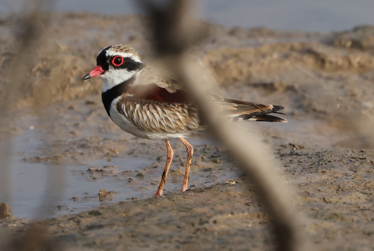 Black-fronted Dotterel - ML624213521