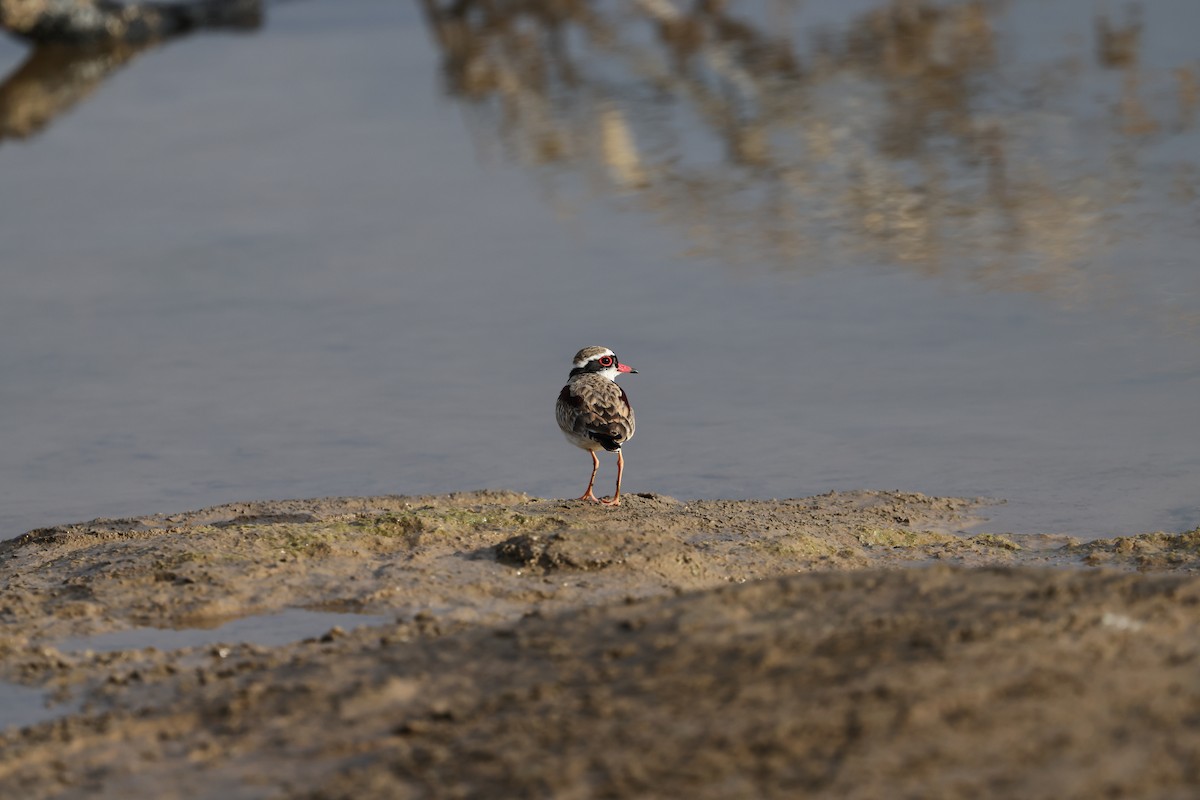 Black-fronted Dotterel - ML624213529