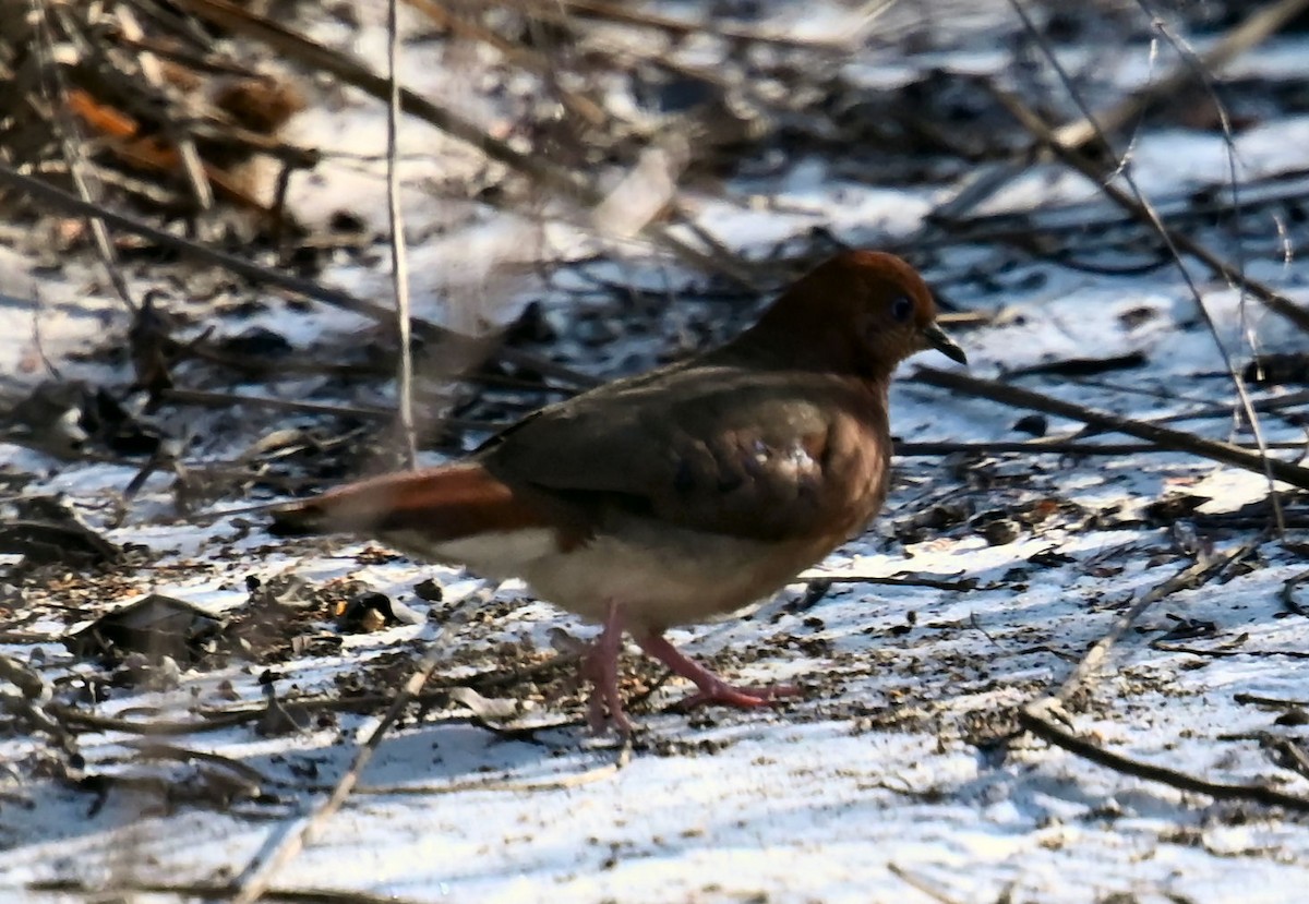 Blue-eyed Ground Dove - ML624213530