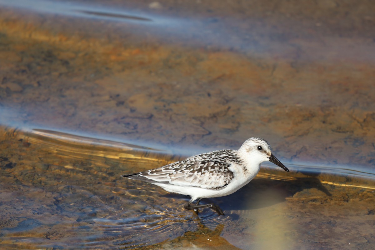 Bécasseau sanderling - ML624213540