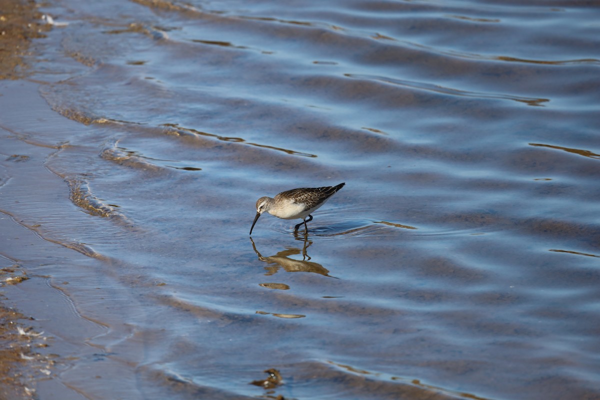 Dunlin - ML624213547