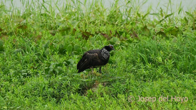 Horned Screamer - ML624213551