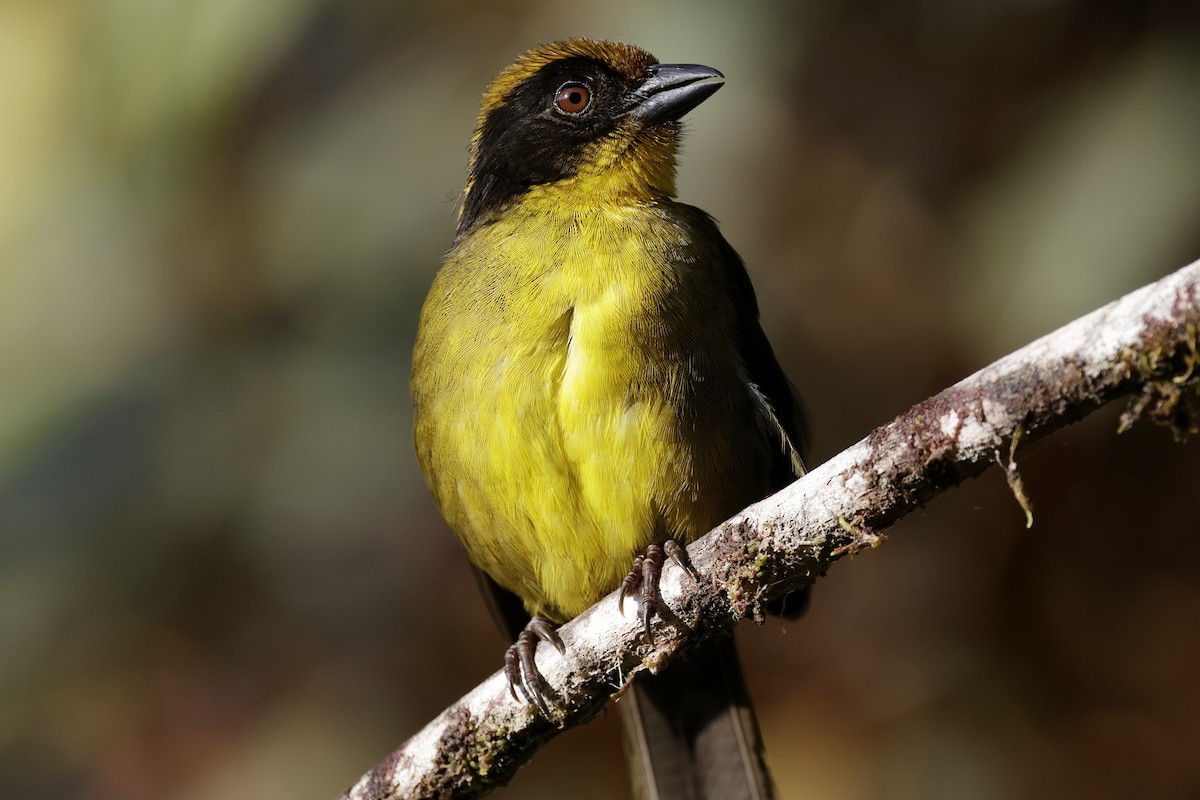 Tricolored Brushfinch - ML624213567