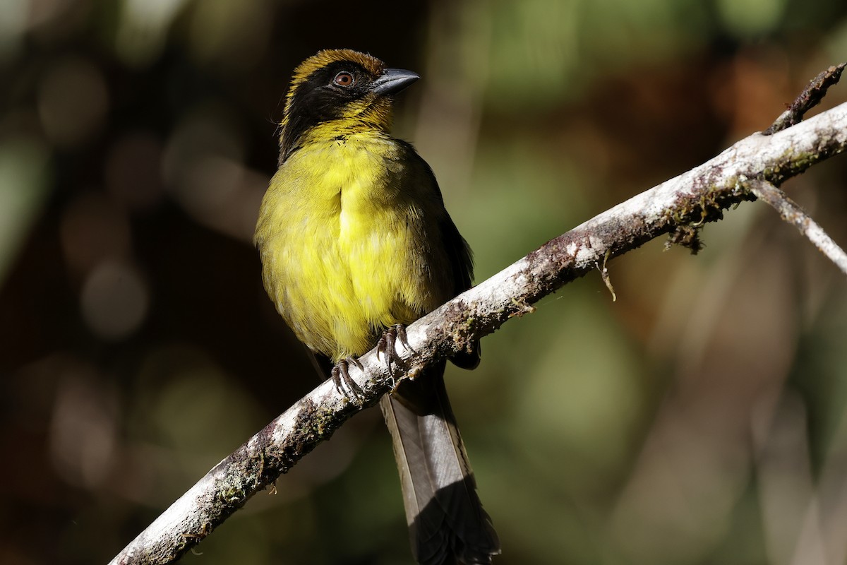 Tricolored Brushfinch - ML624213568