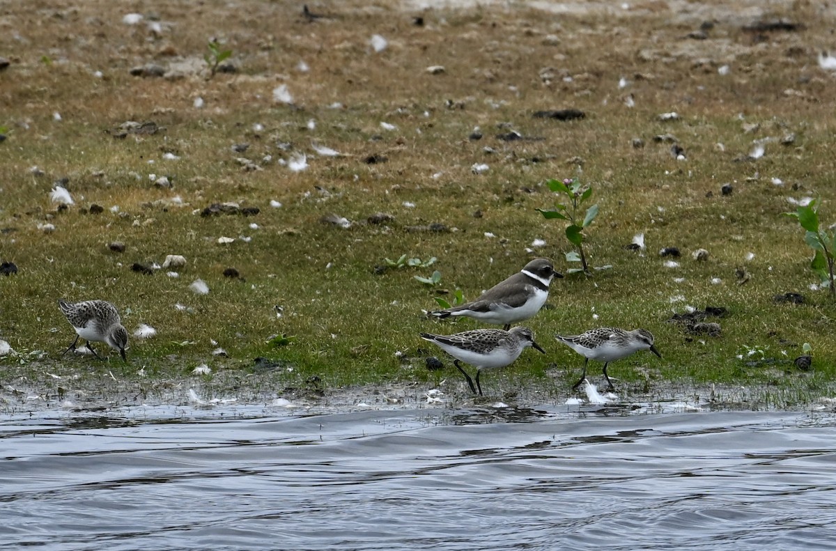Semipalmated Plover - ML624213578