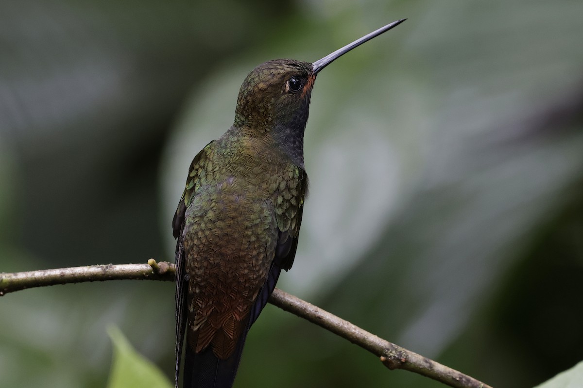 Colibrí de Bouguer Occidental - ML624213604