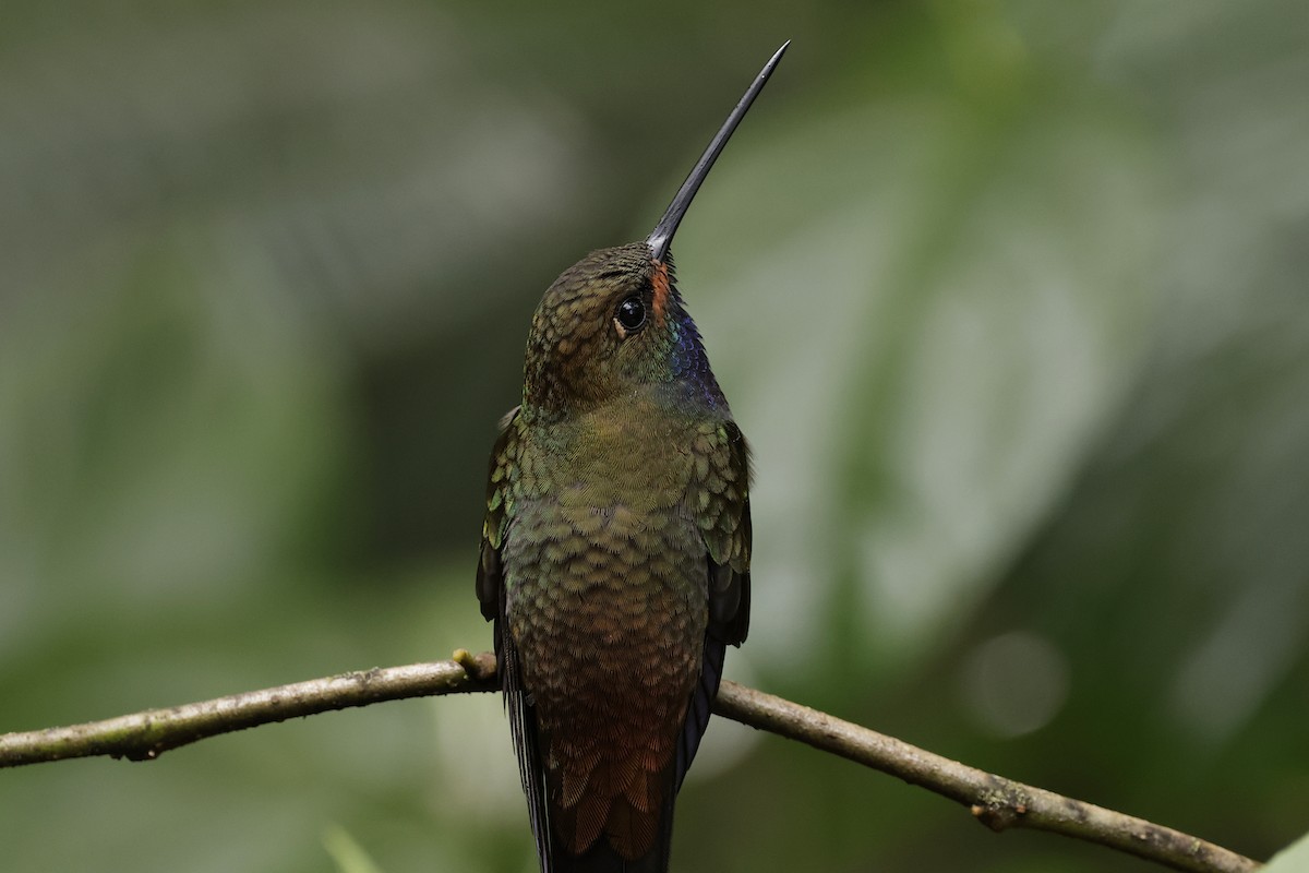 Colibrí de Bouguer Occidental - ML624213606