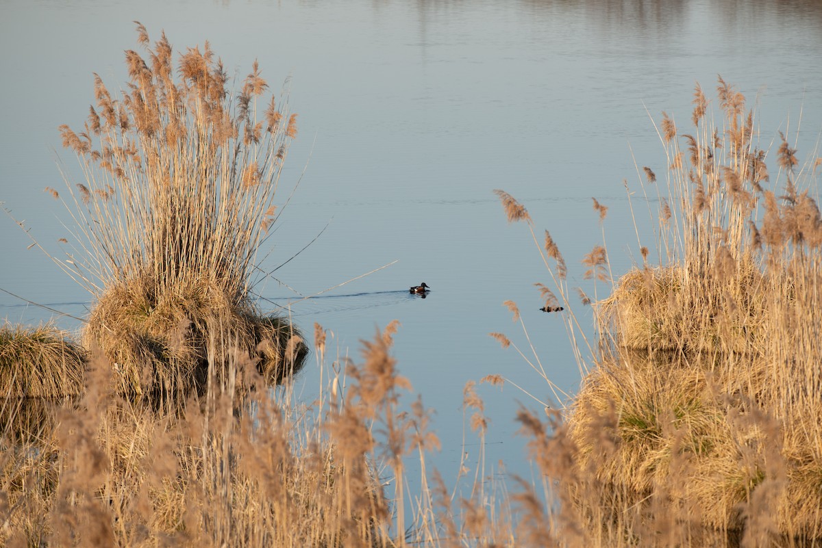 Northern Shoveler - ML624213615