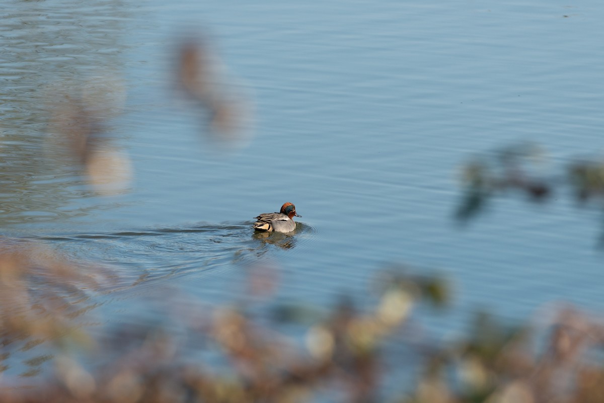 Green-winged Teal - ML624213627