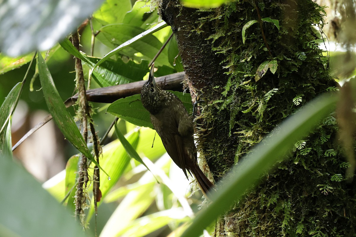 Olive-backed Woodcreeper - ML624213628